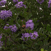 Texas Seeds, Dermatophyllum secundiflorum