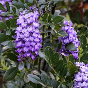 Texas Seeds, Dermatophyllum secundiflorum