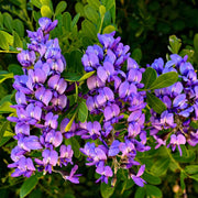 Texas Seeds, Dermatophyllum secundiflorum