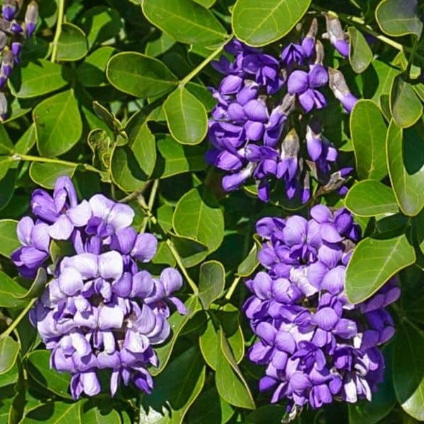 Texas Seeds, Dermatophyllum secundiflorum