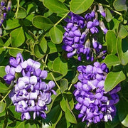Texas Seeds, Dermatophyllum secundiflorum
