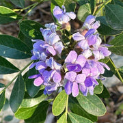 Texas Seeds, Dermatophyllum secundiflorum