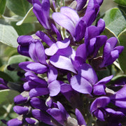 Texas Seeds, Dermatophyllum secundiflorum