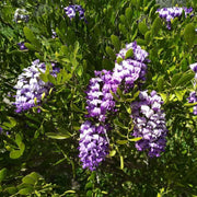 Texas Seeds, Dermatophyllum secundiflorum