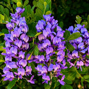 Sophora Texas Mountain Laurel Seeds
