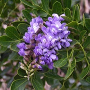 Sophora Texas Mountain Laurel Seeds