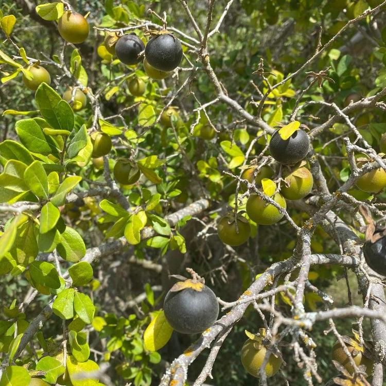 Texas Persimmon Seeds