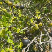 Texas Persimmon Seeds