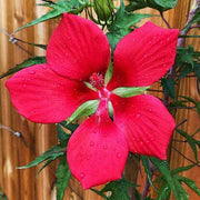 Texas Star Hibiscus Seeds