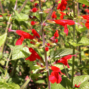 Coccinea Salvia Seeds