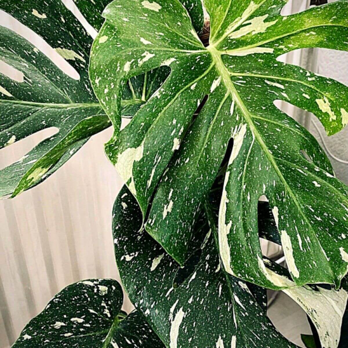 Thai Constellation Variegated Monstera Seeds, Herbal