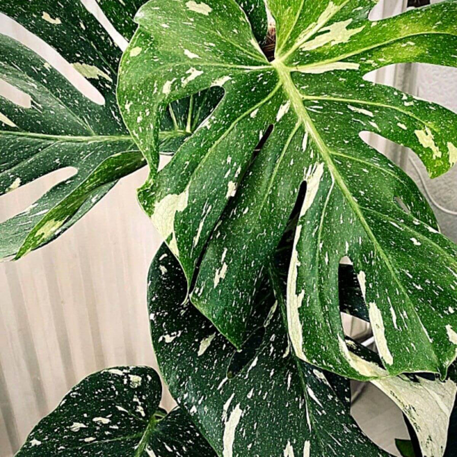 Thai Constellation Variegated Monstera Seeds, Herbal