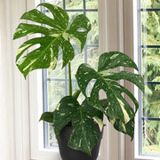 Thai Constellation Variegated Monstera Seeds, Herbal