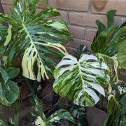 Thai Constellation Variegated Monstera Seeds, Herbal