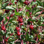 Roselle Seeds – Hibiscus sabdariffa