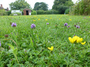 Low Maintenance Lawn Seeds - Flower Plant