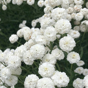 The Pearl Achillea Seeds