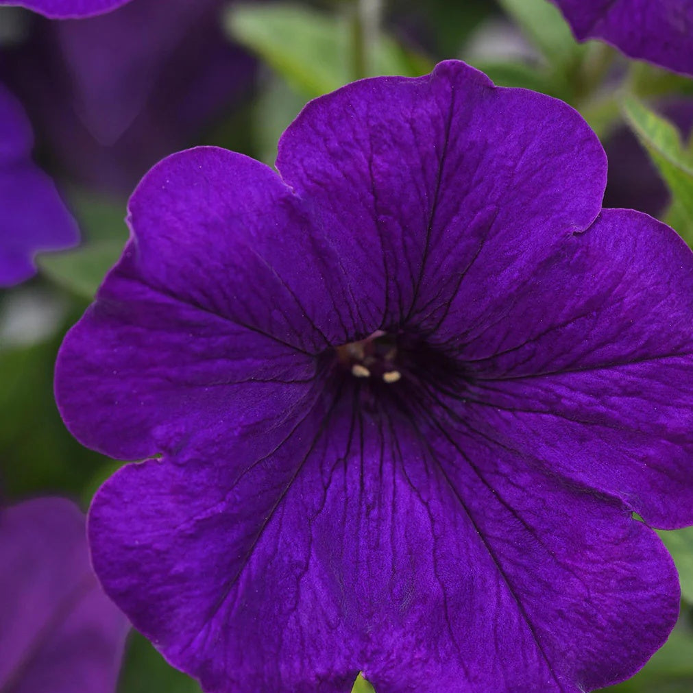 Thick Blue Petunia Seeds