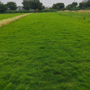 Thick Green Lawn Seeds - Flower Plant
