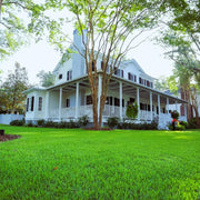 Thick Green Lawn Seeds - Flower Plant