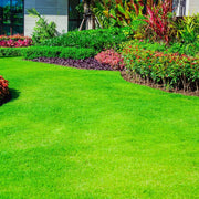 Thick Green Lawn Seeds - Flower Plant
