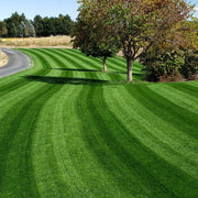 Thick Green Lawn Seeds - Flower Plant
