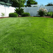 Thick Green Lawn Seeds - Flower Plant