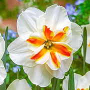 Thick Orange White Daffodil Seeds - Flower Plant