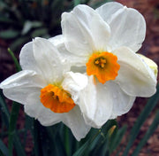 Thick Orange White Daffodil Seeds - Flower Plant