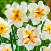 Thick Orange White Daffodil Seeds - Flower Plant