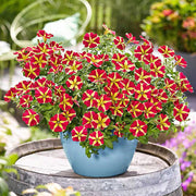 Thick Yellow with Maroon Petunia Seeds