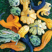 Spiny Gourd Thorn Gourd Seeds