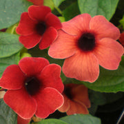 Red Thunbergia Alata Seeds