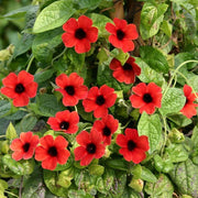 Red Thunbergia Alata Seeds