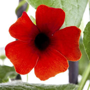 Red Thunbergia Alata Seeds