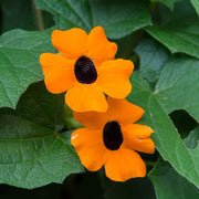 Thunbergia Seeds - for Home Gardens Seeds
