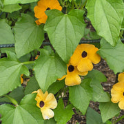 Thunbergia Seeds - for Home Gardens Seeds