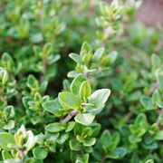 Thyme Seeds - Herbal Plant For Home Gardens Seeds
