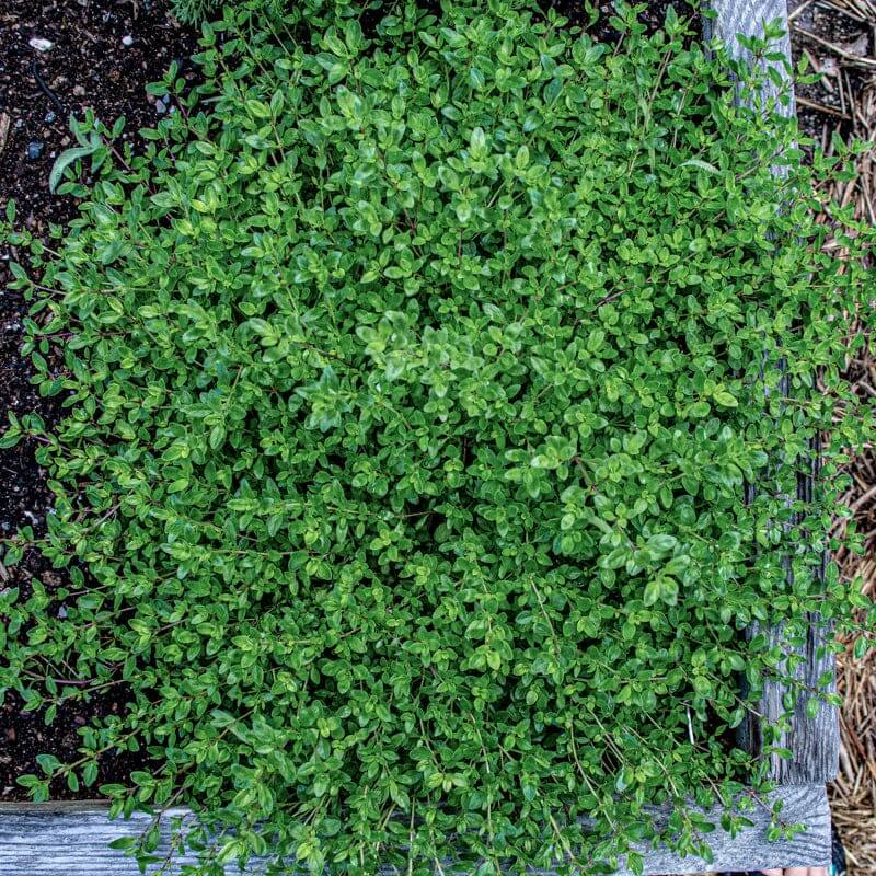 Thyme Ground Cover Seeds - Flower Plant
