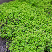 Thyme Ground Cover Seeds