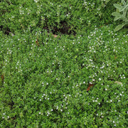 Thyme Ground Cover Seeds - Flower Plant