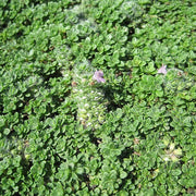 Thyme Ground Cover Seeds - Flower Plant