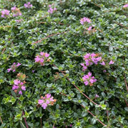 Thyme Ground Cover Seeds