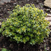 Lemon Thyme Seeds, Herbal