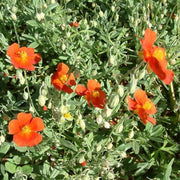 Orange Creeping Thyme Seeds, Herbal
