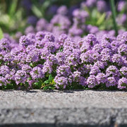 Purple Creeping Thyme Seeds, Herbal