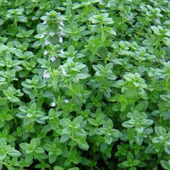 Thyme Seeds - Herbal Plant For Home Gardens Seeds
