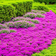 Herbal Plant Climbing Thyme Seeds
