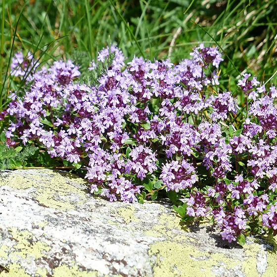 Mother of Thyme Seeds, Herbal