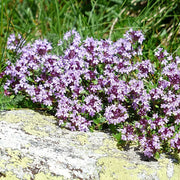 Mother of Thyme Seeds, Herbal